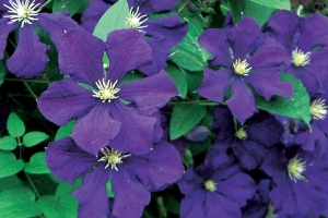 Clematis Vine 'Jackmanii' New 2024